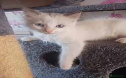 Ragdoll cats for sale: CUTE BLUE COLOUR POINT RAGDOLL KITTENS  - Image 9