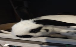 English rabbits for sale: rabbit to be given only to a loving home - Image 6
