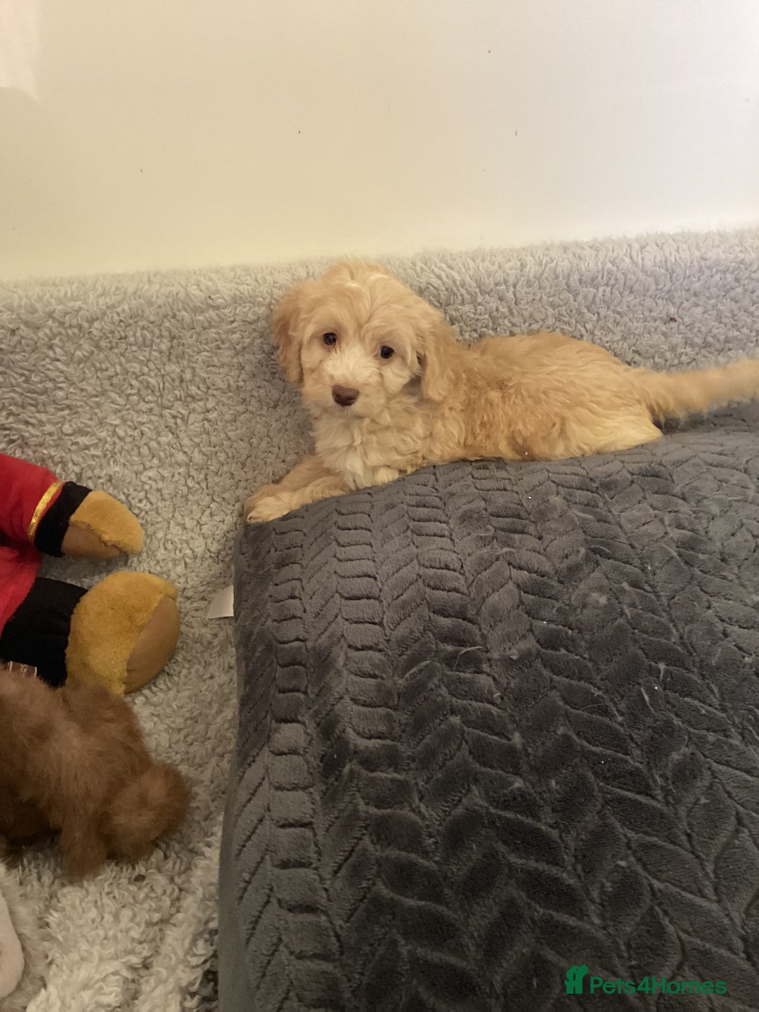 Cockapoo dogs for sale: F1 cockapoo puppies  - Image 12