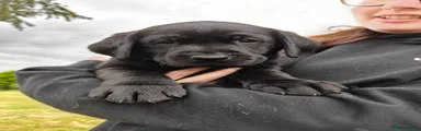 Labrador Retriever 2