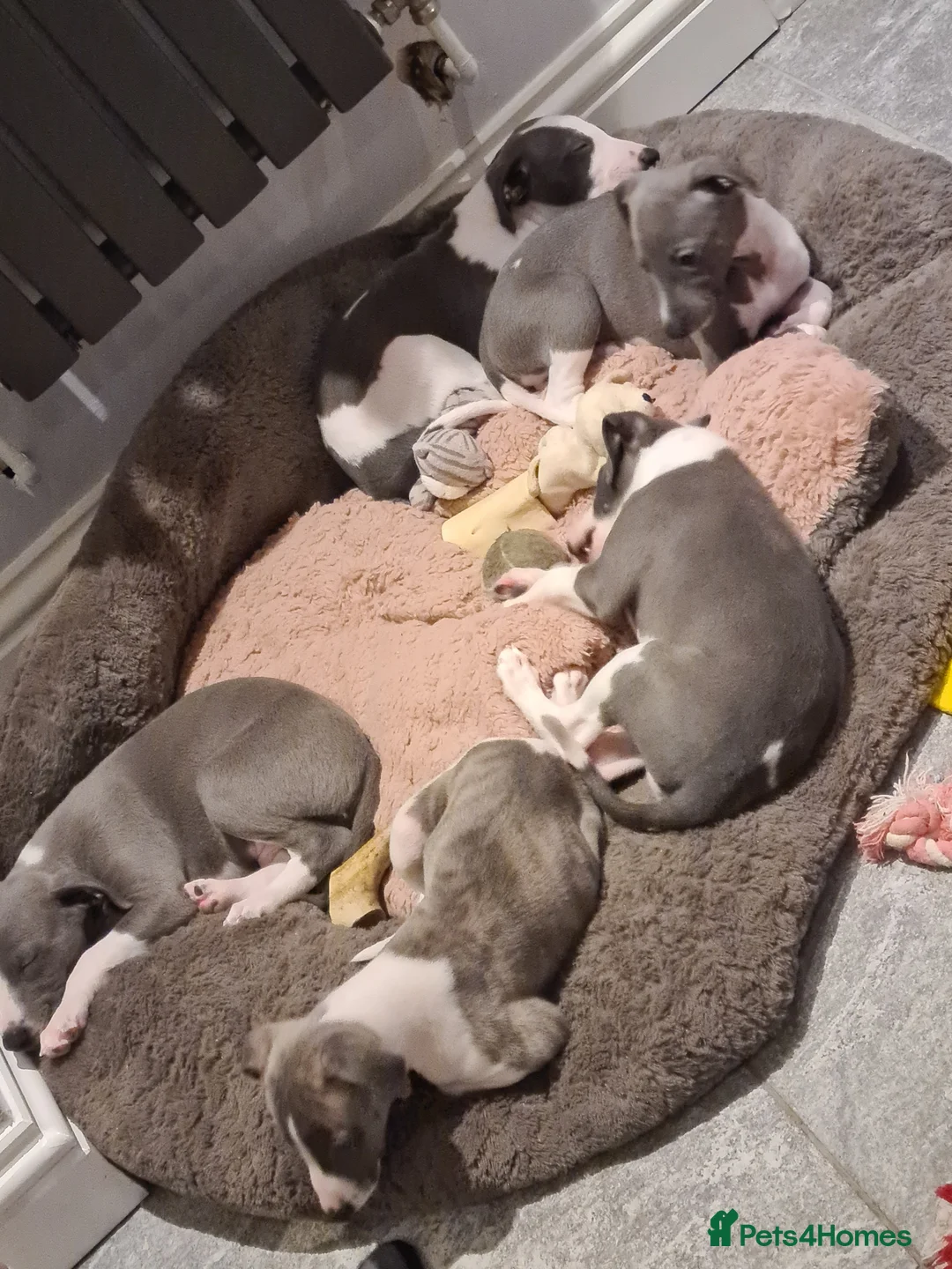 Whippet dogs for stud: 2 KC whippet for stud,both heart tested clear in Bishop Auckland - Advert 7