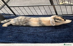 Mini Lop rabbits for sale: Beautiful mini lop girl looking to be rehomed. - Image 3