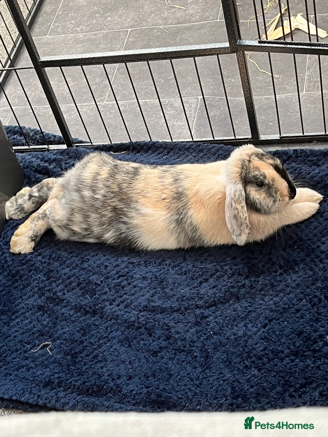 Mini Lop rabbits for sale: Beautiful mini lop girl looking to be rehomed. - Image 3