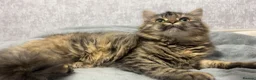 Mixed Breed cats for sale: maine coon x british short hair - Advert 7