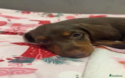 Doxiepoo dogs for sale: Stunning doxiepoos ready November 3rd - Image 3