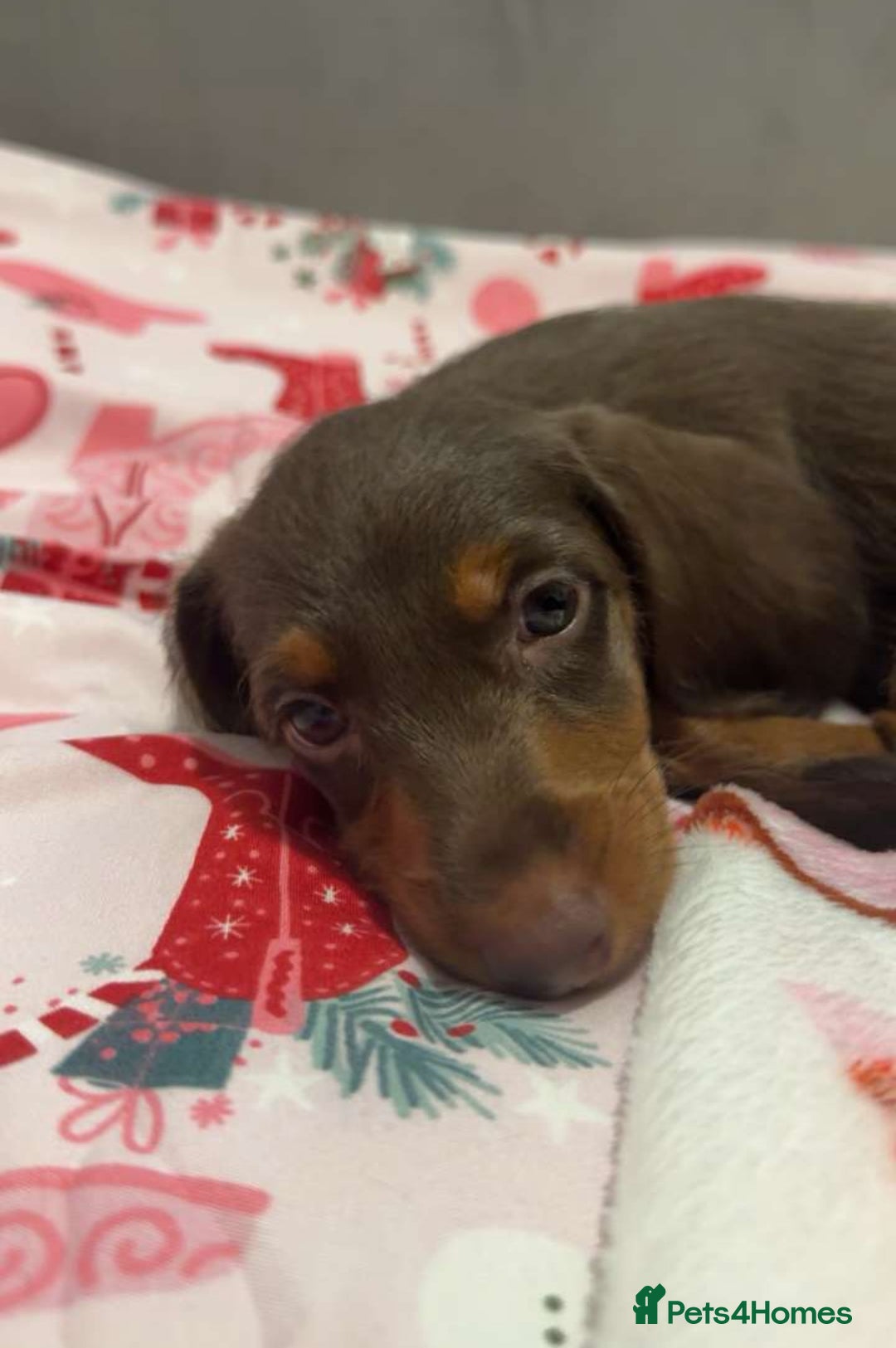 Doxiepoo dogs for sale: Stunning doxiepoos ready November 3rd - Image 3