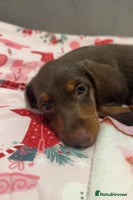 Doxiepoo dogs - Advert 16