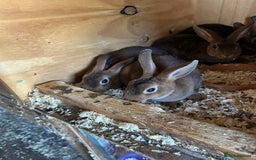 Rex rabbits for sale: Mini Caster rex - Image 6