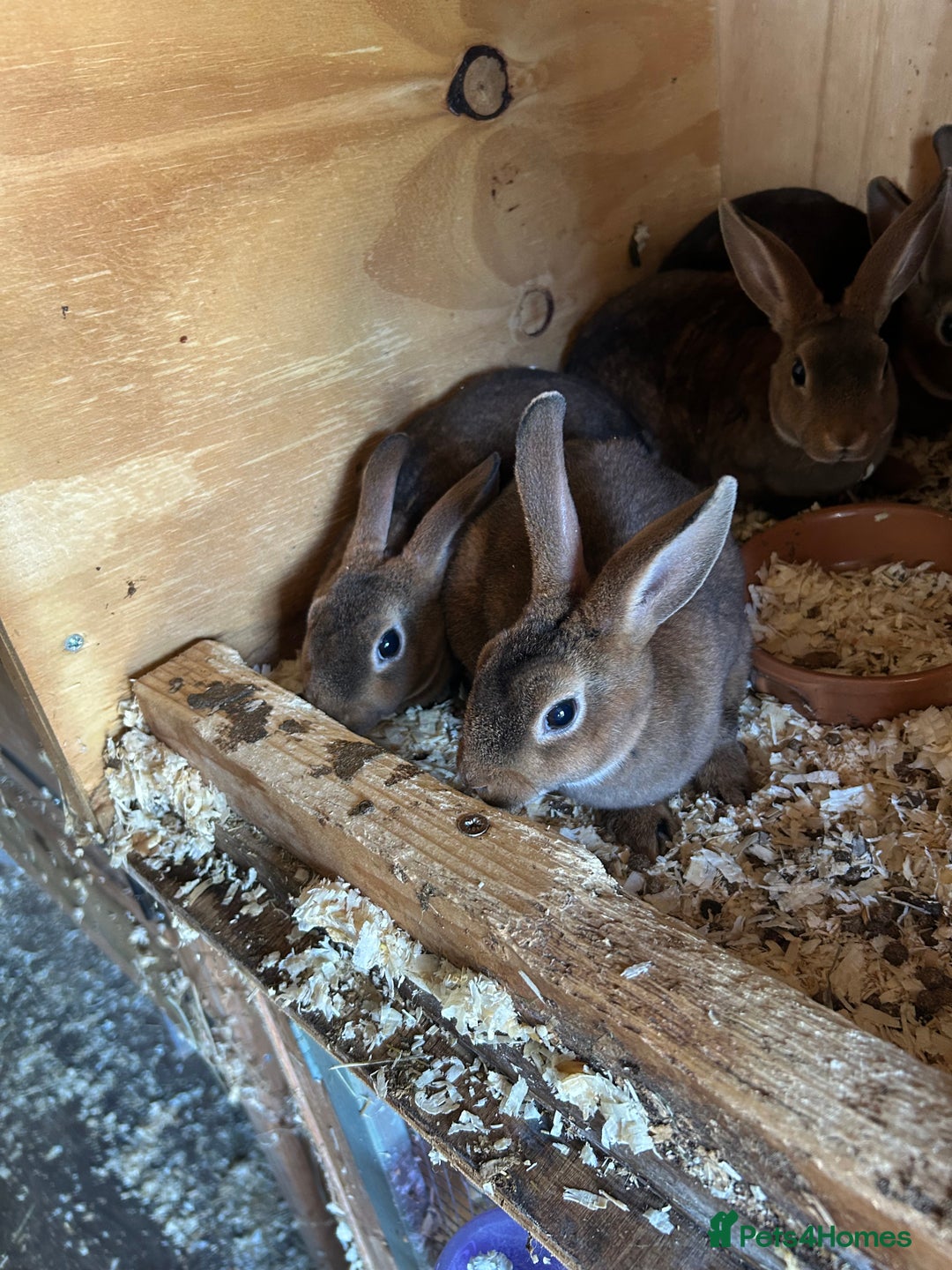 Rex rabbits for sale: Mini Caster rex - Image 6