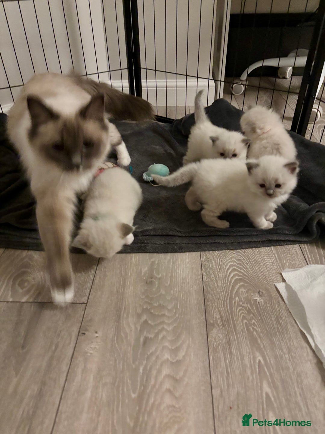 Ragdoll cats for sale: RAGDOLLS KITTENS **INC INSURANCE & STARTER PACK** - Advert 3