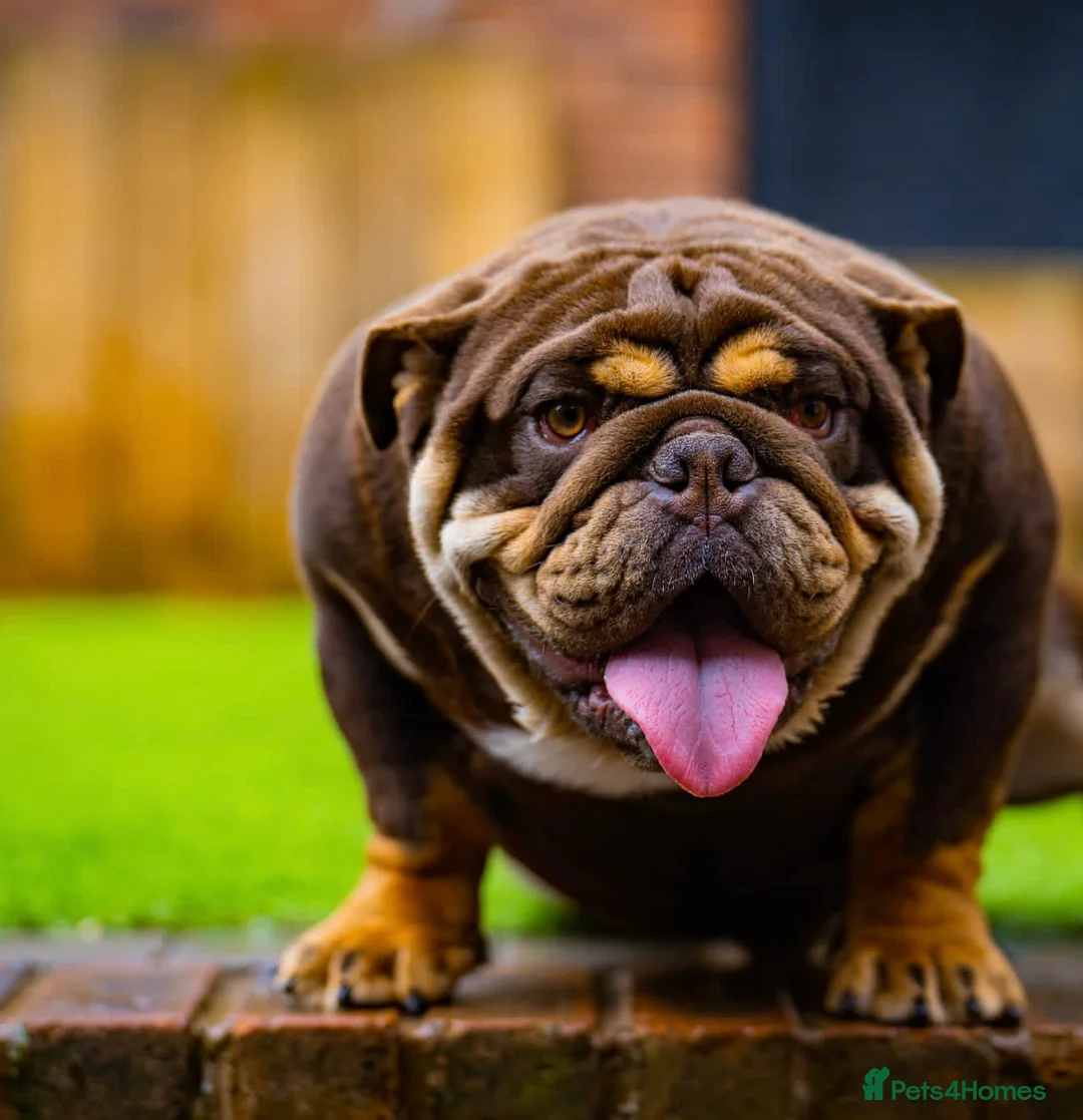 English Bulldog dogs for stud: Chocolate and tan bulldog for stud  - Advert 9