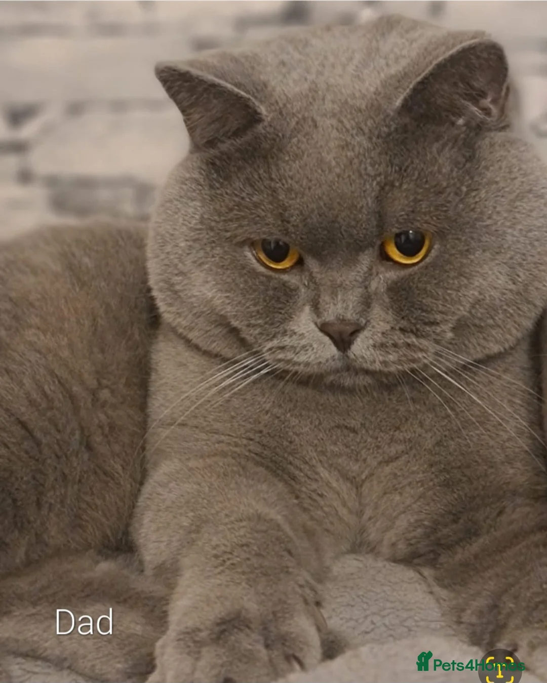 British Shorthair cats for sale: Ready Now 💙British ShortHair kitten GCCF  - Advert 7