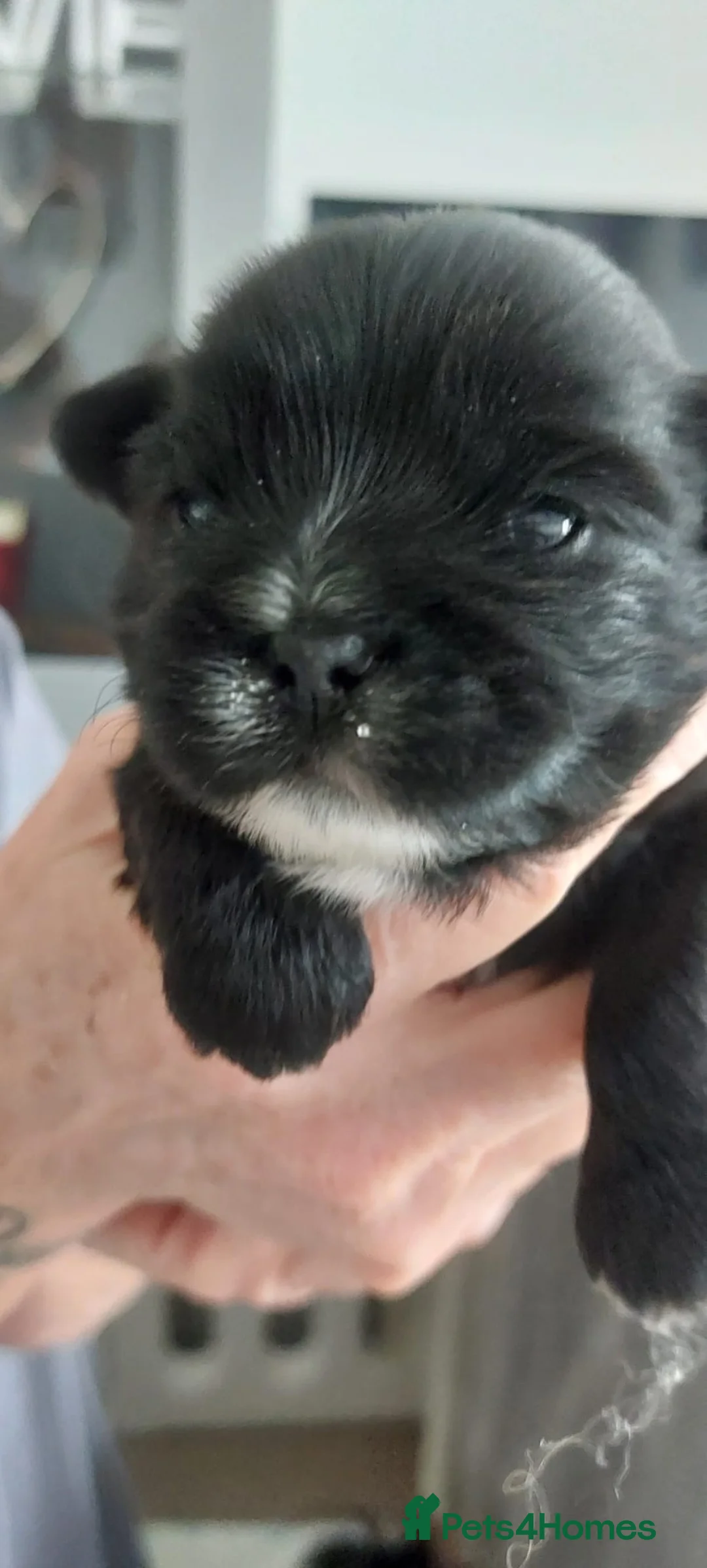 Shih Tzu dogs for sale: 3 stunning Shihtzu boys - Advert 2