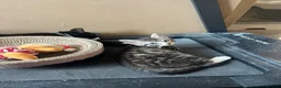 British Shorthair cats for sale: 3 British Shorthairs for sale - Advert 8