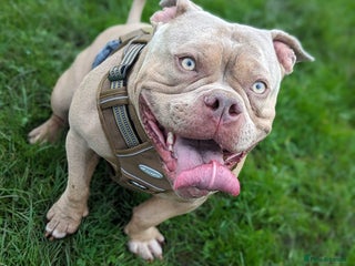 Mixed Breed dogs Loving, Loyal Boy Seeking his Forever Home - Advert 1