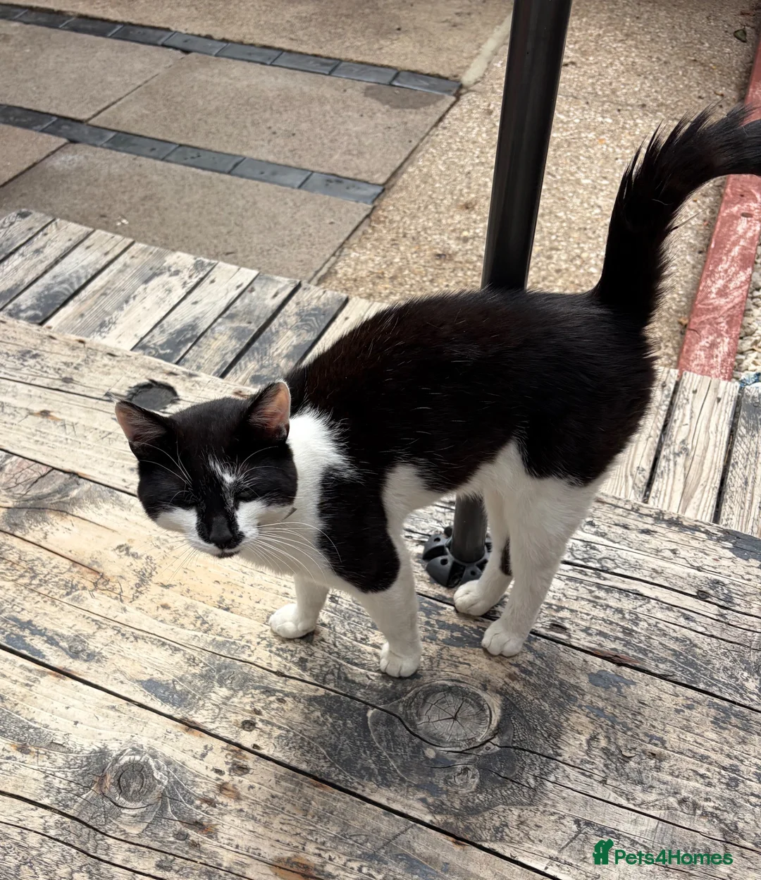 Mixed Breed cats for sale: Male black white cat  in Brigg - Advert 2