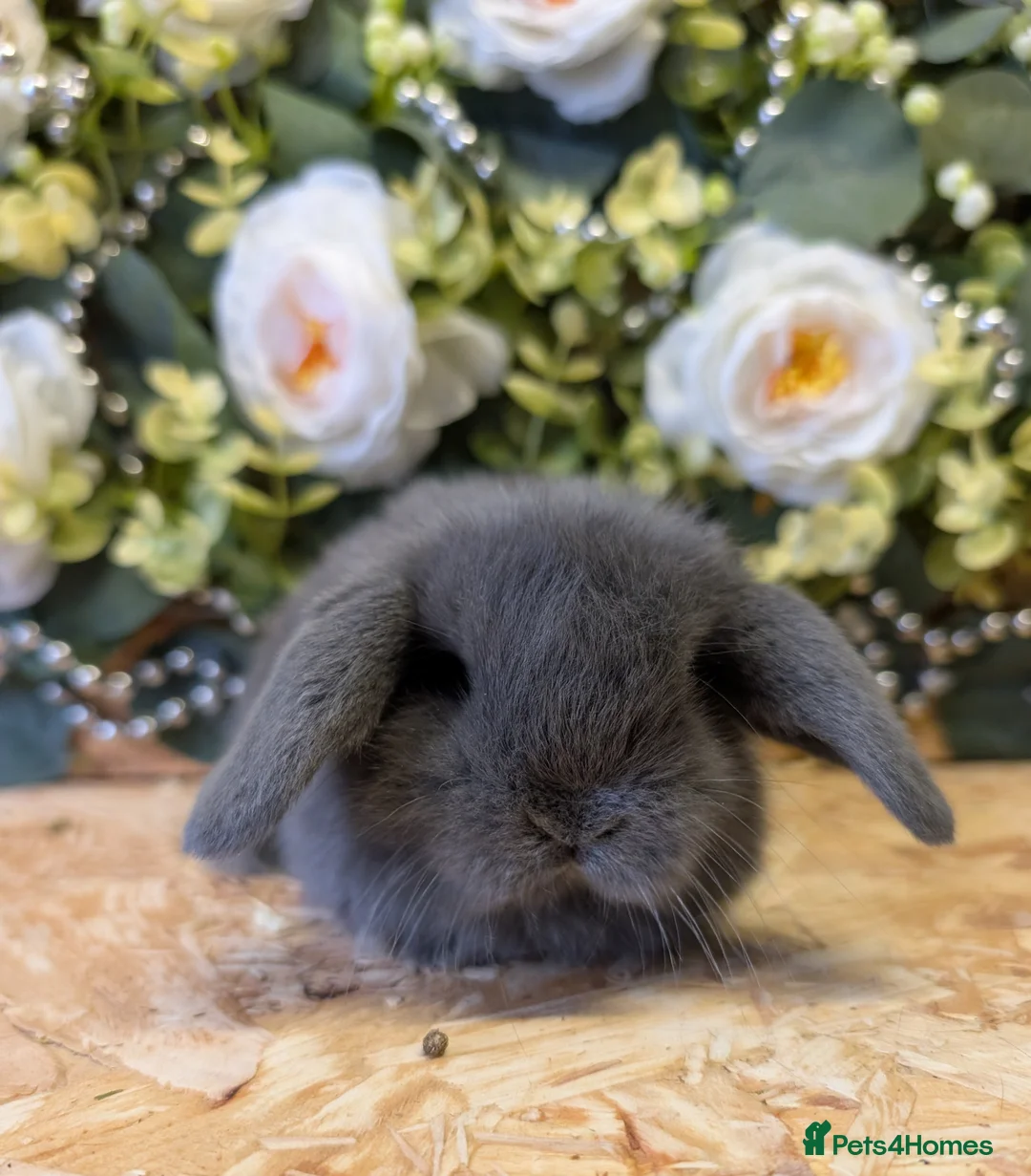 Mini Lop rabbits for sale: ❤️mini lop babies❤️ white boy available  - Advert 2