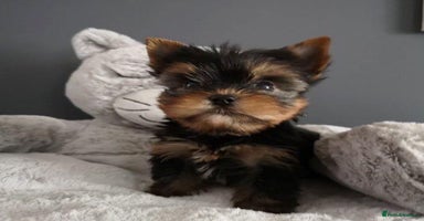 Yorkshire Terrier dogs - Advert 3