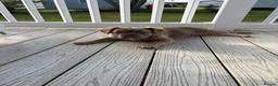 French Bulldog dogs for sale: Bella  in Stevenage - Advert 2