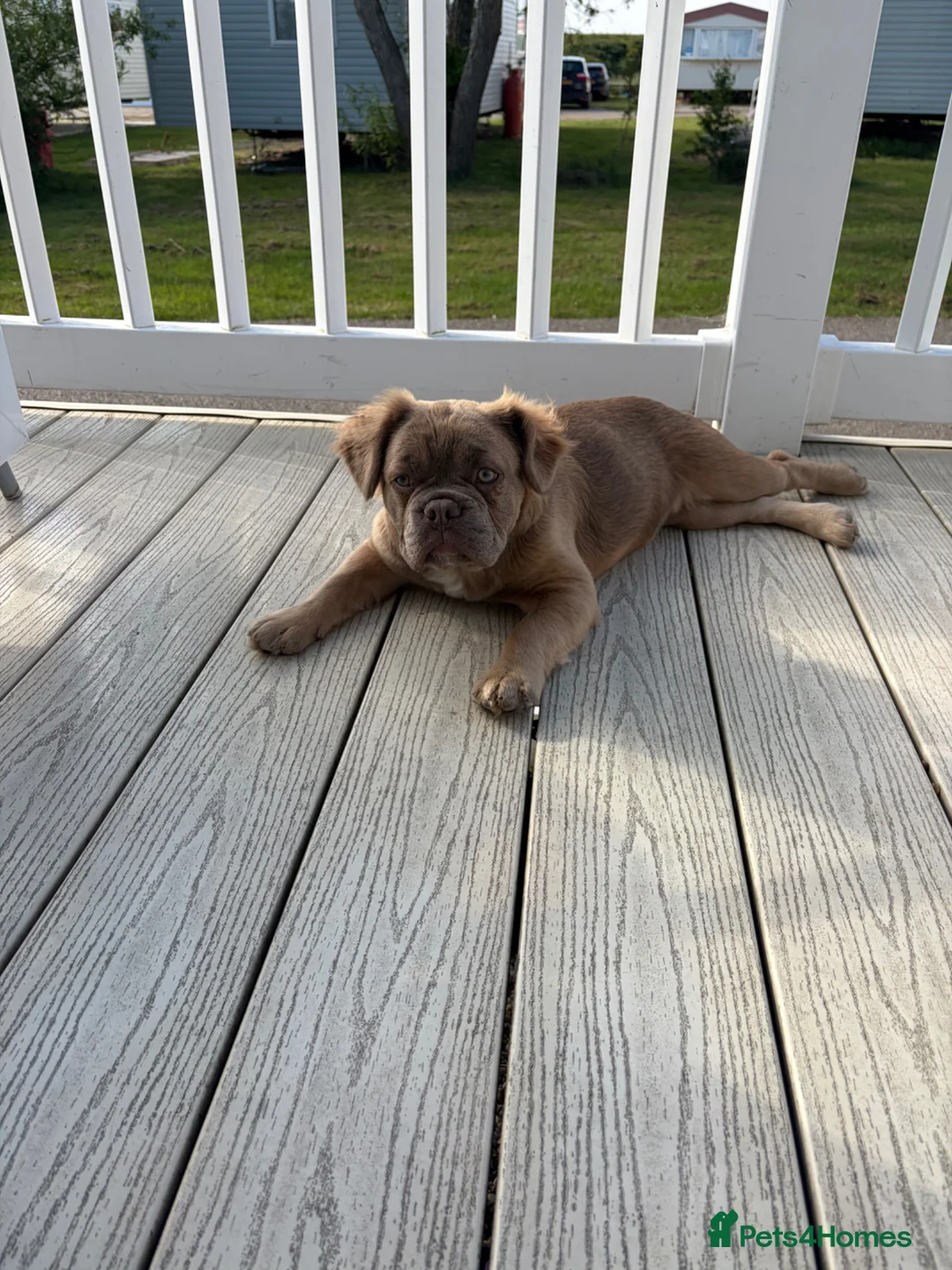 French Bulldog dogs for sale: Bella  in Stevenage - Advert 2