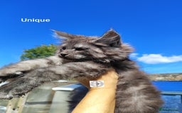 Maine Coon cats for sale: Black smoke XXL kittens  - Image 5