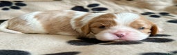 Cavalier King Charles Spaniel dogs for stud: KC Reg for STUD Health Tested Excellent Pedigrees  in Nottingham - Advert 26