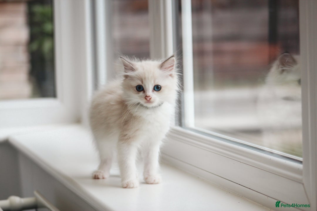 Ragdoll cats for sale: 🐈✨ Tica Registered Ragdoll Kittens in Tamworth - Image 5