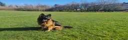 German Shepherd dogs for sale: German Shepherd Long Hair Black Litter  - Advert 12
