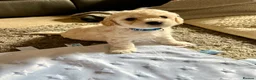 Mixed Breed dogs for sale: Cockapoochon Puppies in Lampeter - Advert 4