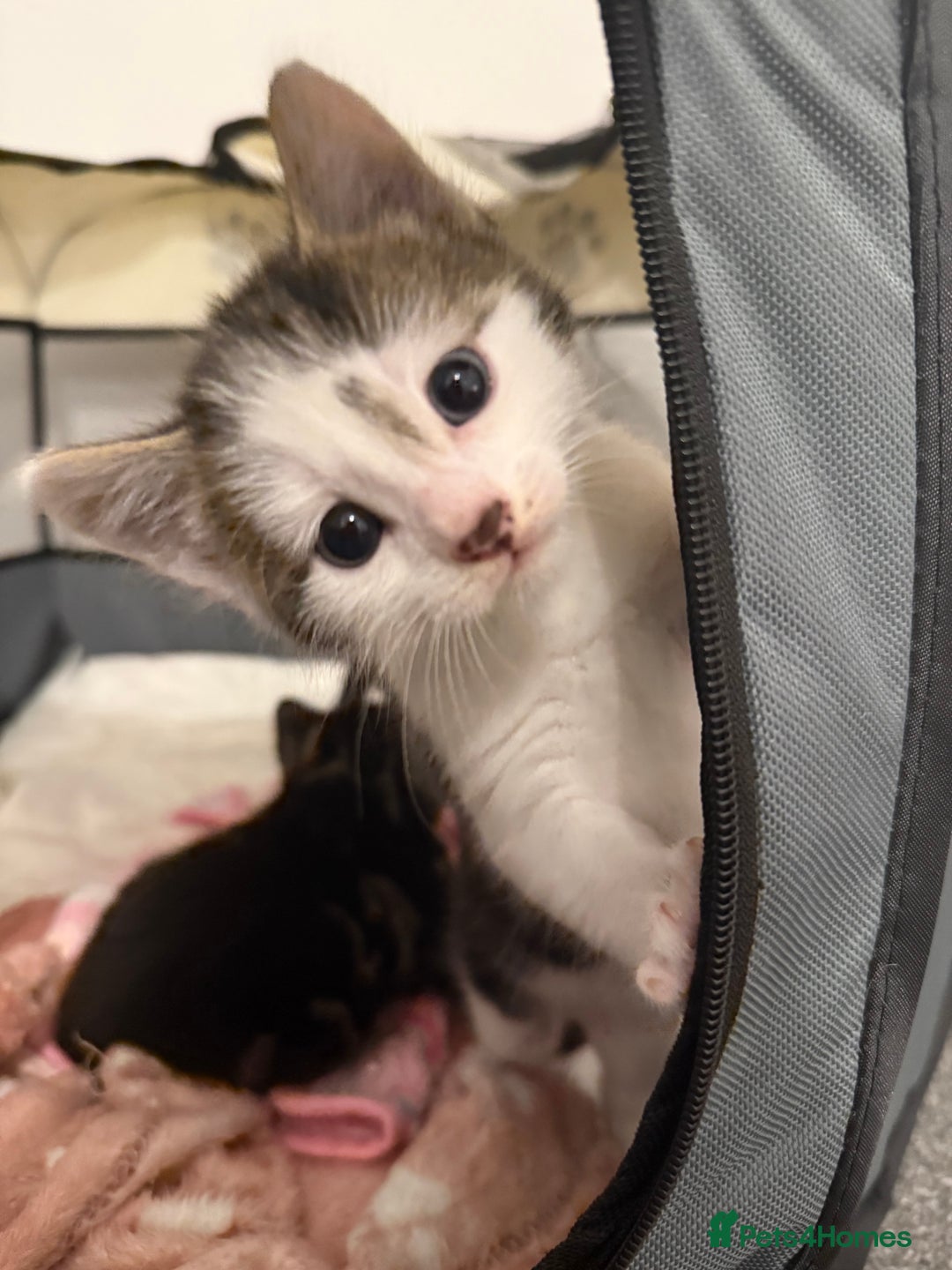 Mixed Breed cats for sale: Litter of kittens  - Image 10
