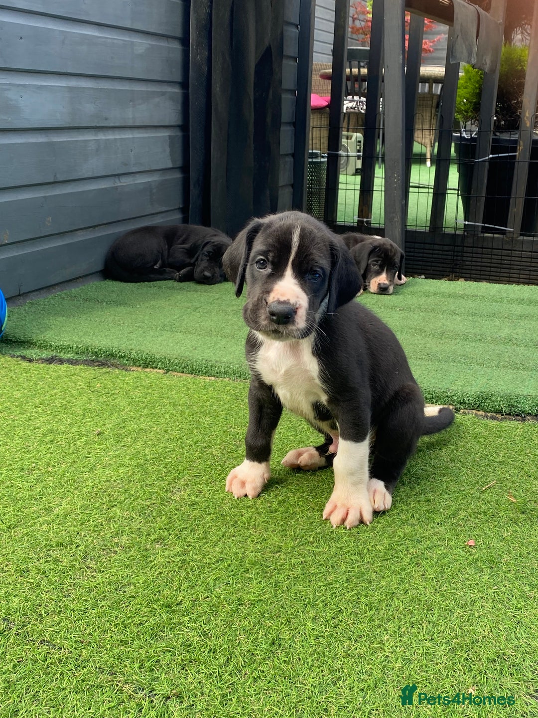 Great Dane dogs for sale: Highest health tested GD pups uk - Image 8