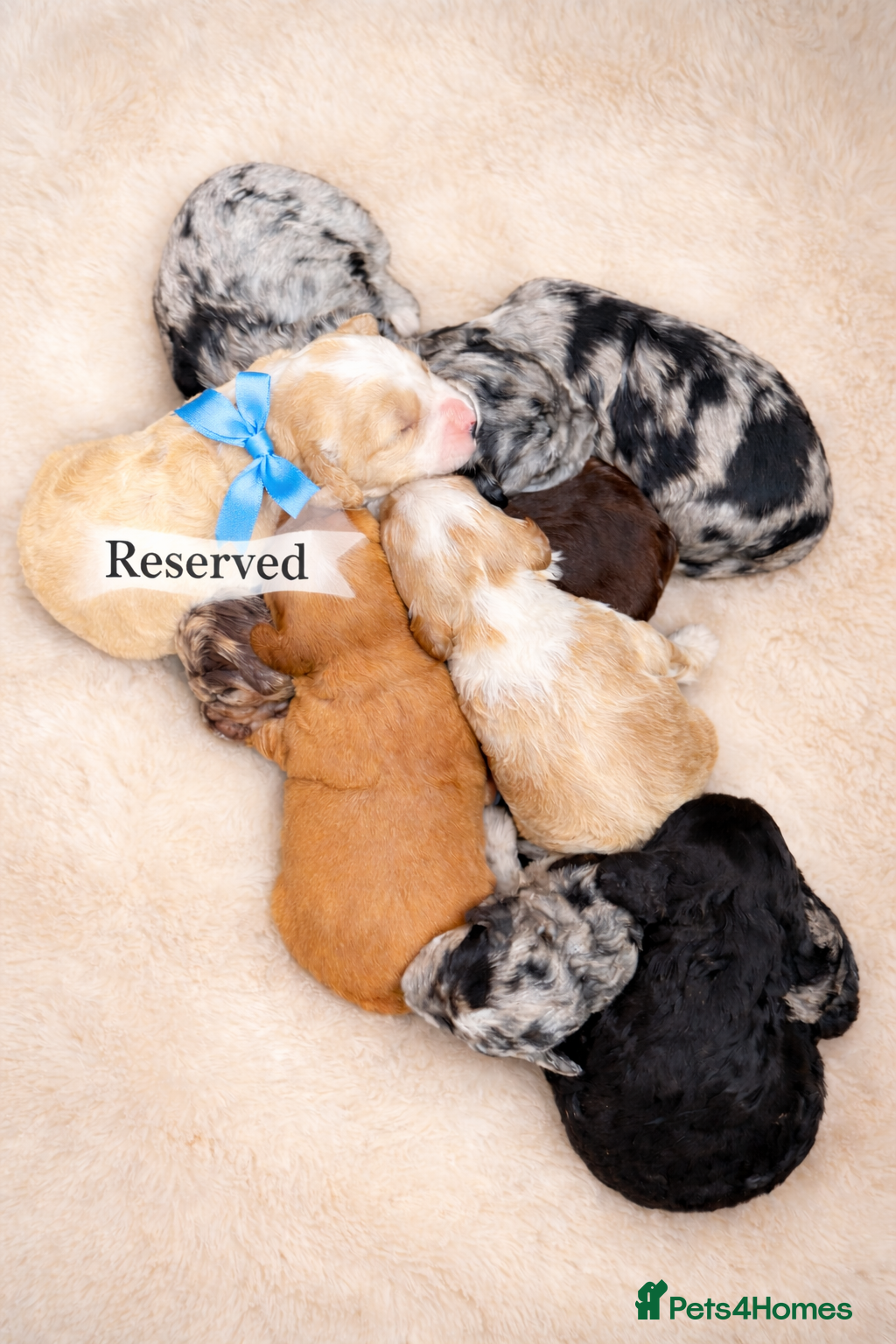 Australian Labradoodle dogs AUSTRALIAN LABRADOODLE  - Advert 1