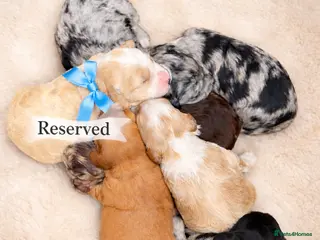 Australian Labradoodle dogs AUSTRALIAN LABRADOODLE - Advert 2