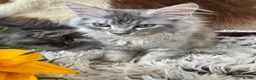 Maine Coon cats for sale: ✨ EXCEPTIONAL TICA-REGISTERED MAINE COON KITTENS ✨ - Advert 14