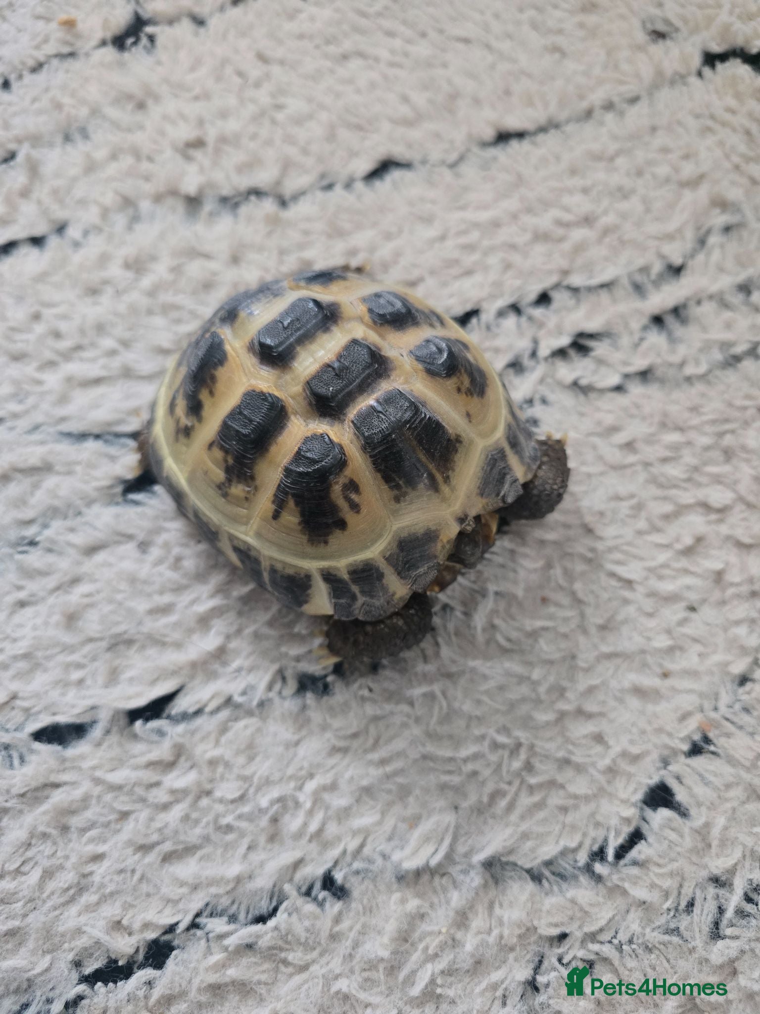 Hermann Tortoise reptiles Tortoise  - Advert 1