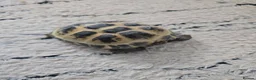 Hermann Tortoise reptiles for sale: Tortoise  - Advert 1