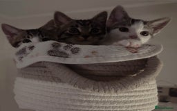 Domestic Shorthair cats for sale: Tabby kittens ready for their new homes  - Image 1