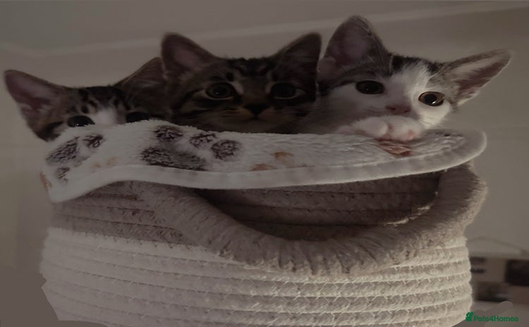 Domestic Shorthair cats - Advert 4