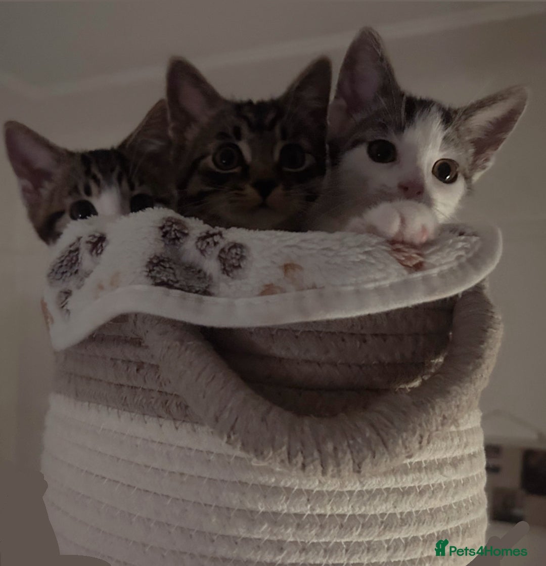 Domestic Shorthair cats for sale: Tabby kittens ready for their new homes  - Image 1
