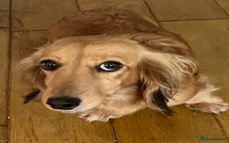 Dachshund dogs for sale: Miniature dachshund - Image 2
