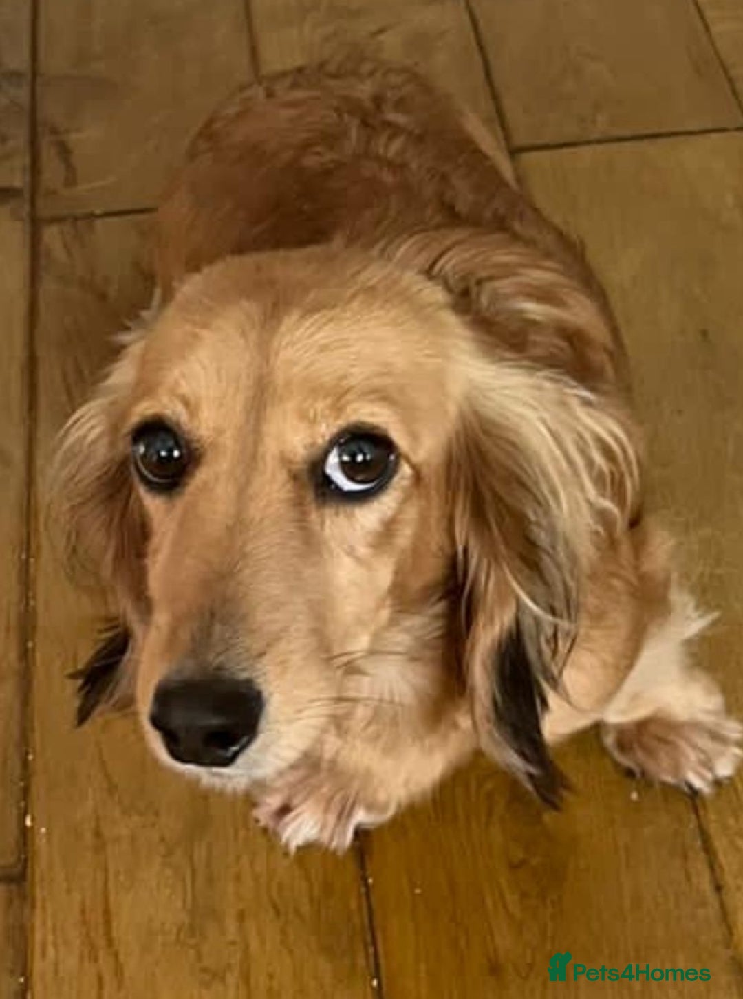 Dachshund dogs for sale: Miniature dachshund - Image 2