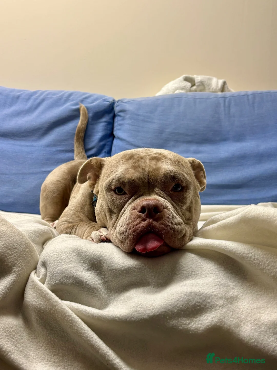 American Bully dogs for sale: Sprinkles the pocket bully  in Prestwick - Advert 2