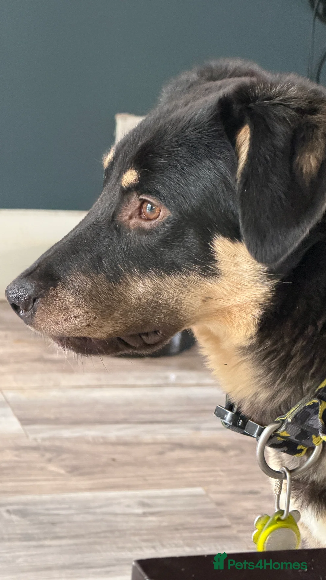 Mixed Breed dogs for adoption: Sweet Scout 💙 Gentle Boy, Loves Dogs!  - Advert 12