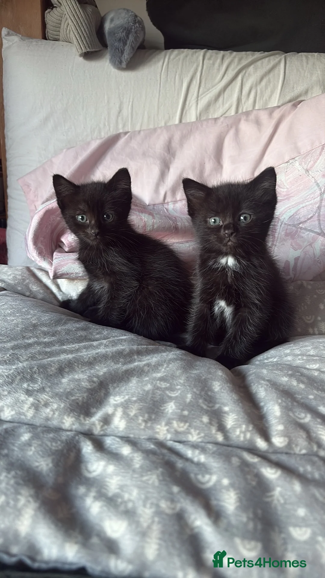 Ragdoll cats for sale: Ragdoll Cross Kittens  - Advert 1