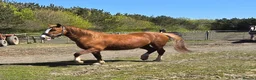 Mixed Breed livestock for sale: Welsh X mare in Ashington - Advert 7