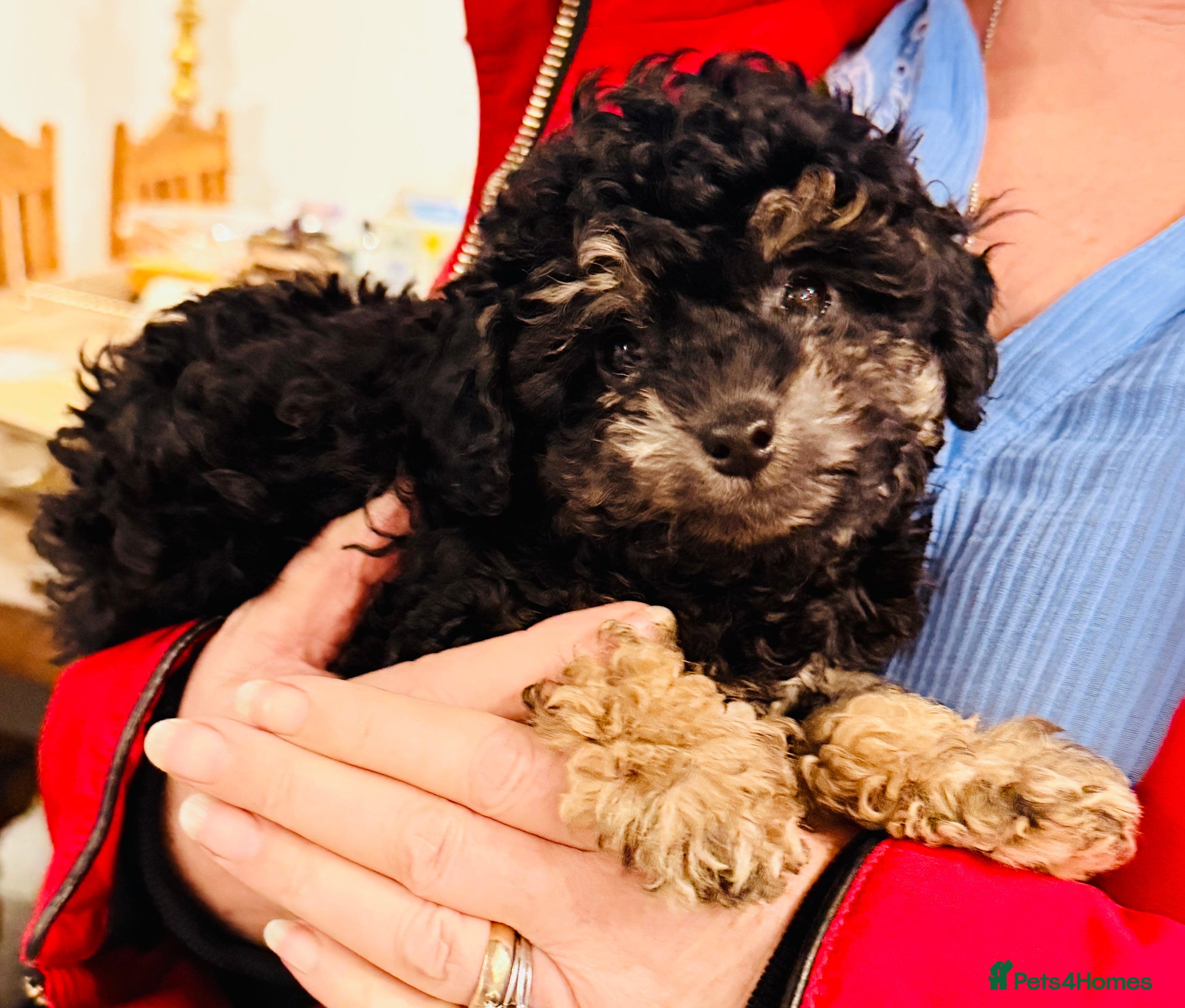 Toy Poodle dogs Beautiful KC Phantom Poodle Boy - Advert 3