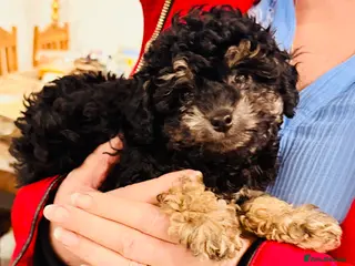 Toy Poodle dogs Beautiful KC Phantom Poodle Boy - Advert 3