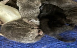 Mixed Breed cats for sale: Beautiful little of kittens  - Image 3