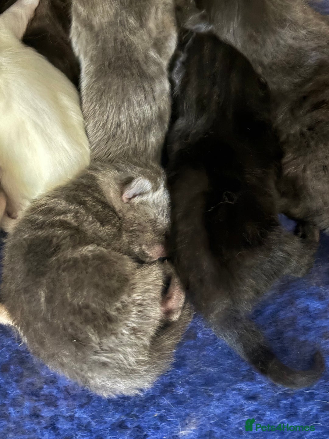 Mixed Breed cats for sale: Beautiful little of kittens  - Image 3