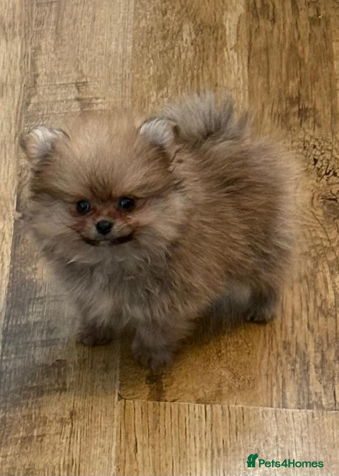 Pomeranian dogs Last pom puppy. Ready Now ! KC cute and Playful - Advert 13